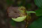 Kentuckey lady's slipper